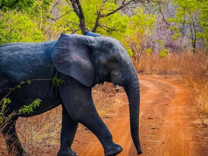 An elephant crosses a red dirt track through the bush at Mole National Park