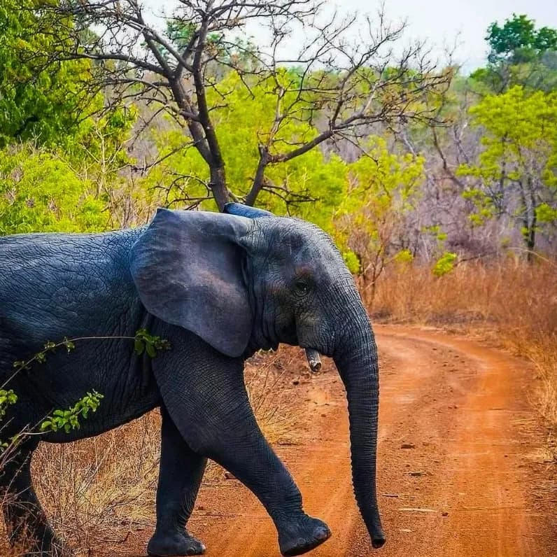 An elephant crosses a red dirt track through the bush at Mole National Park