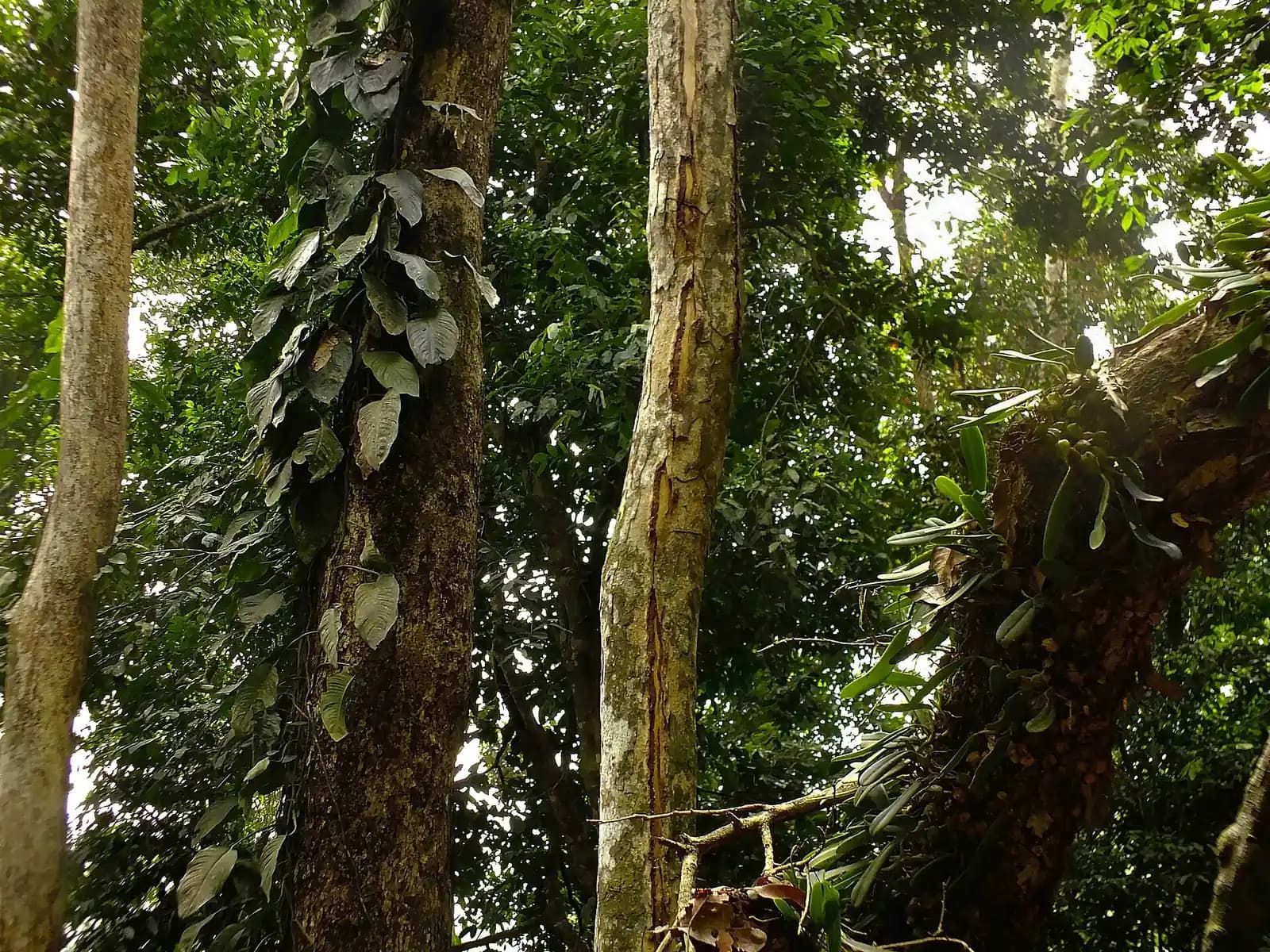 Tall tree trunks and climbing plants on a forest walk in Kakum National Park
