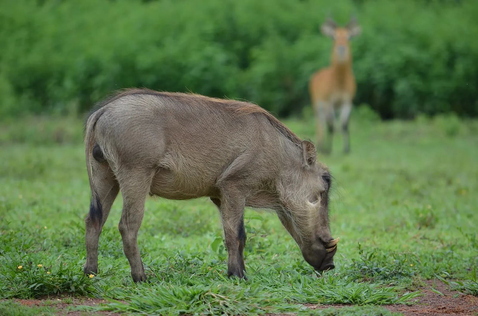 A warthog grazing on green grass in Mole National Park, with an antelope watching behind