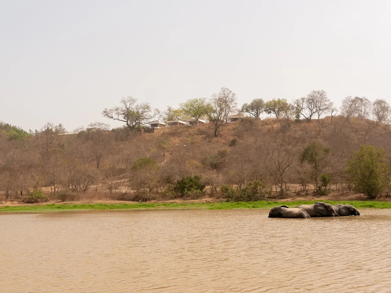 Elephants bathing in a waterhole in Mole National Park, below a dry wooded hillside