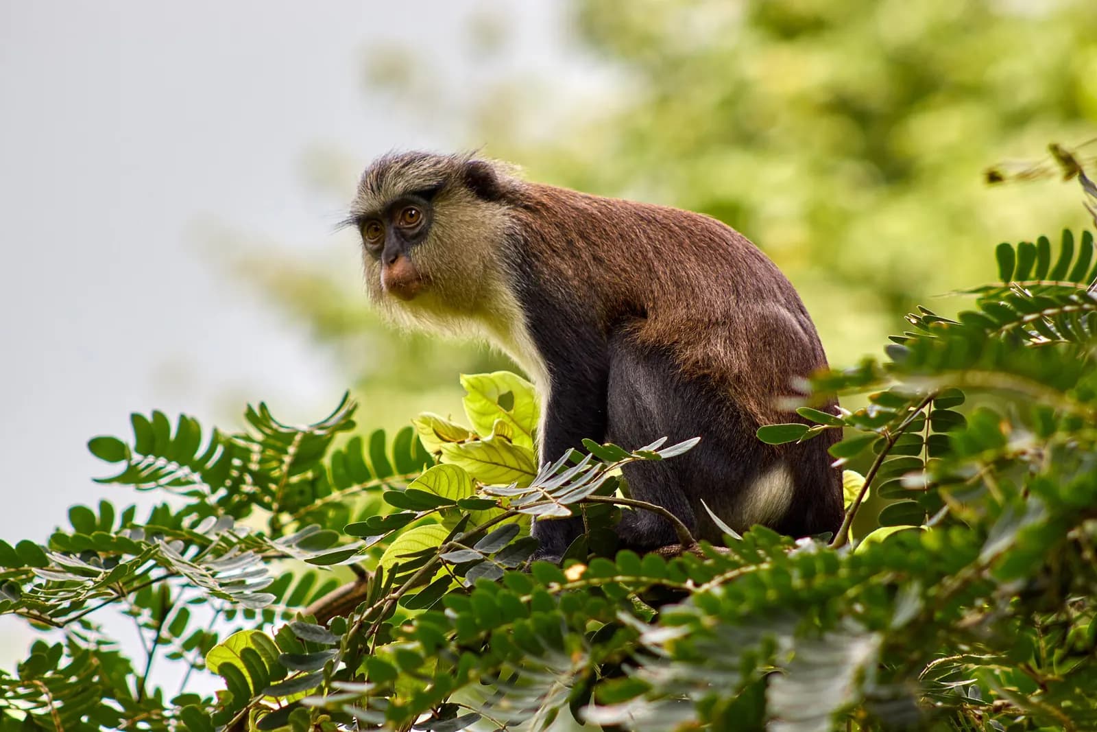 A monkey sitting in the leafy top of a tree at the Tafi Atome Monkey Sanctuary